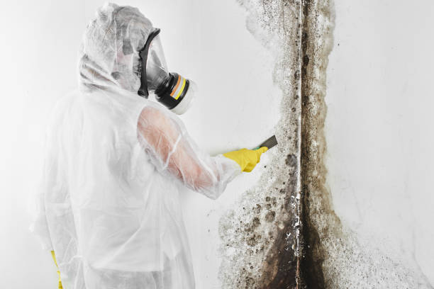Best Attic Mold Removal  in Tome, NM
