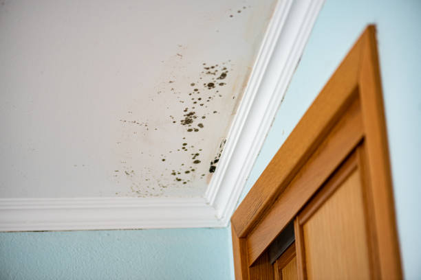 Best Office Mold Removal Services  in Tome, NM