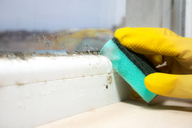 Professional Mold Removal in Tome, NM