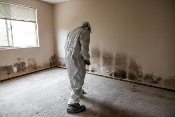 Best Commercial Mold Removal  in Tome, NM