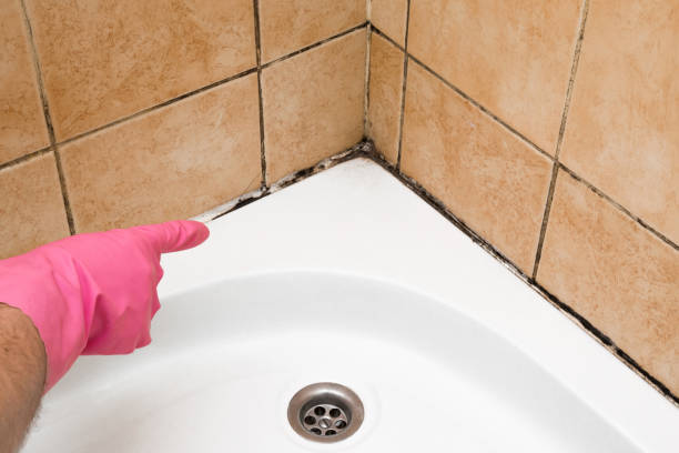 Best Crawl Space Mold Removal  in Tome, NM